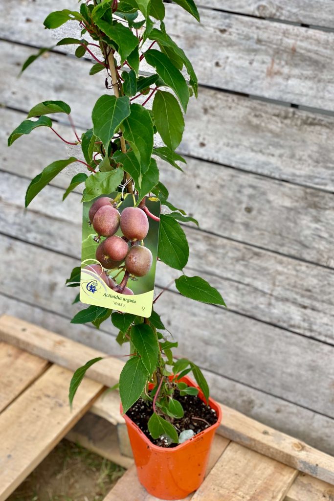 Actinidia arguta Weiki nőivarú növény