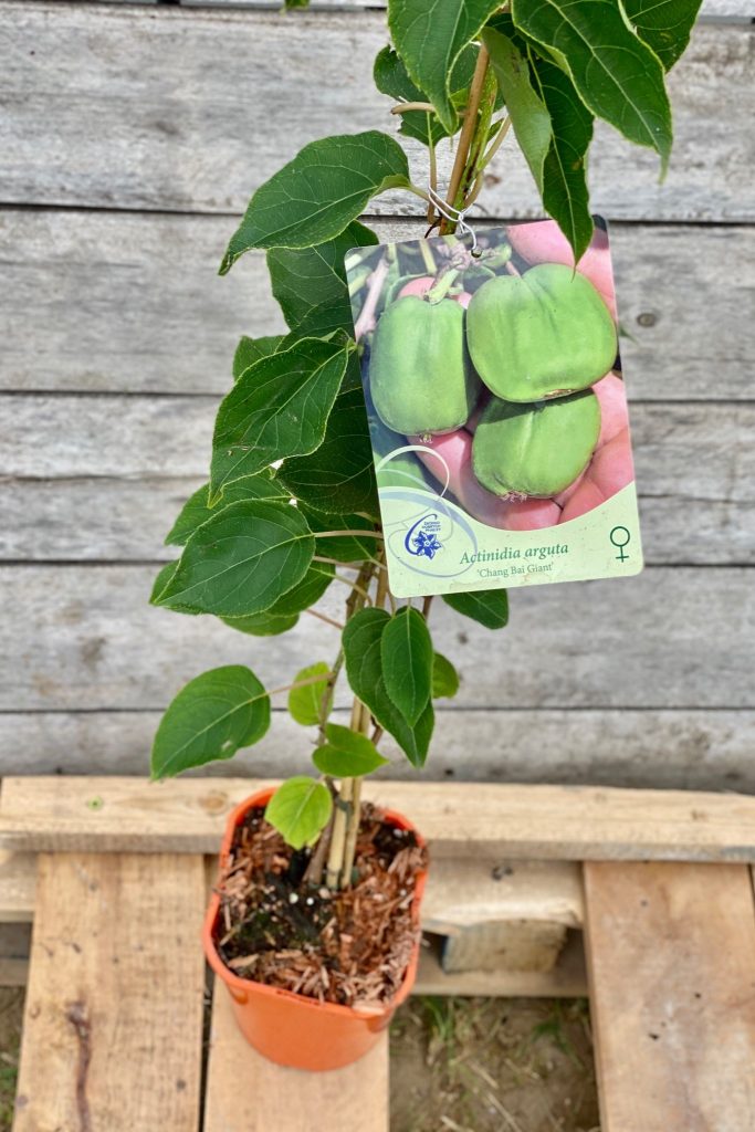 Actinidia