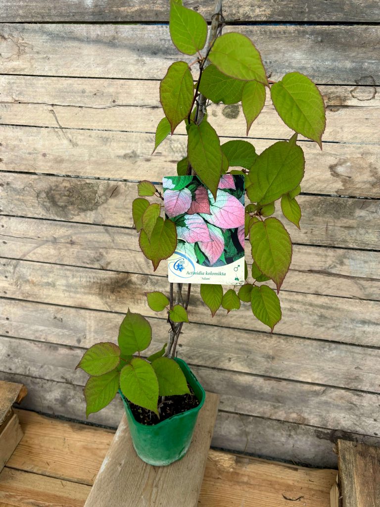 Actinidia kolomikta 'Adam'