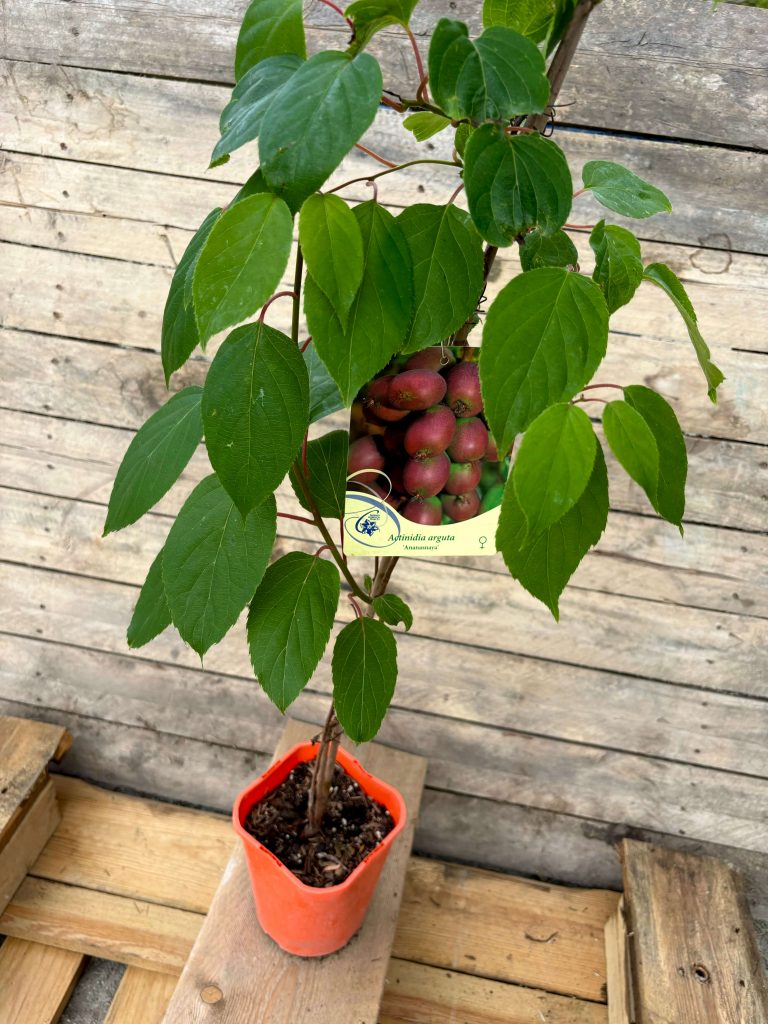 Actinidia arguta 'Ananasnaya'