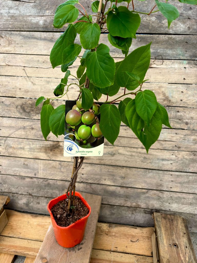 Actinidia arguta 'Domino'