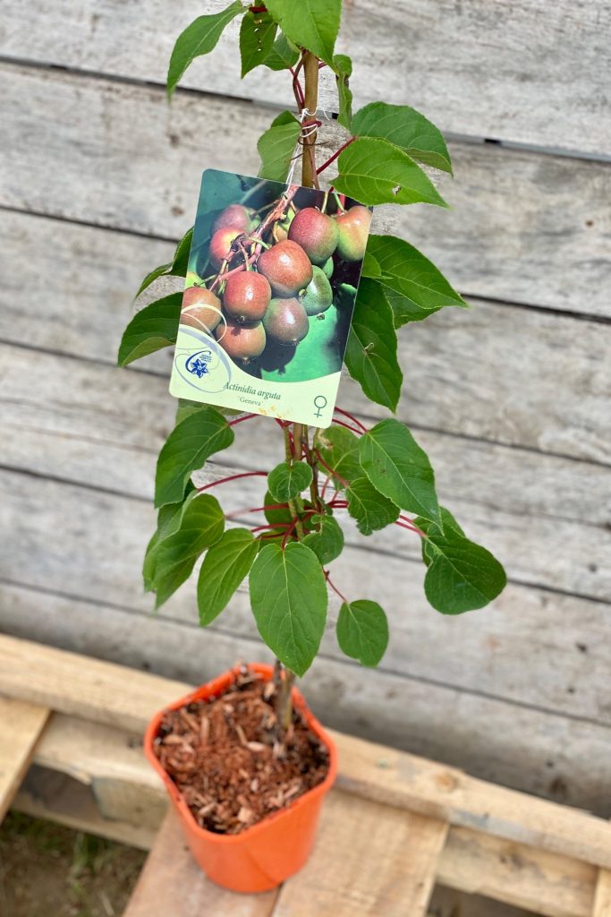 Actinidia arguta 'Bingo'