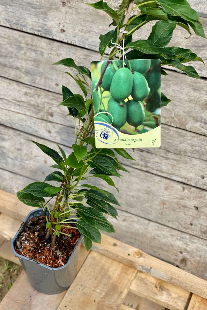 Actinidia arguta Issai