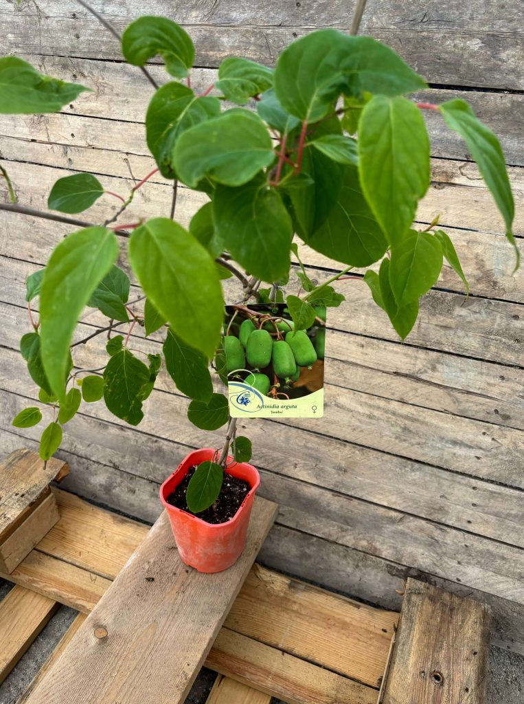 Actinidia arguta 'Jumbo'
