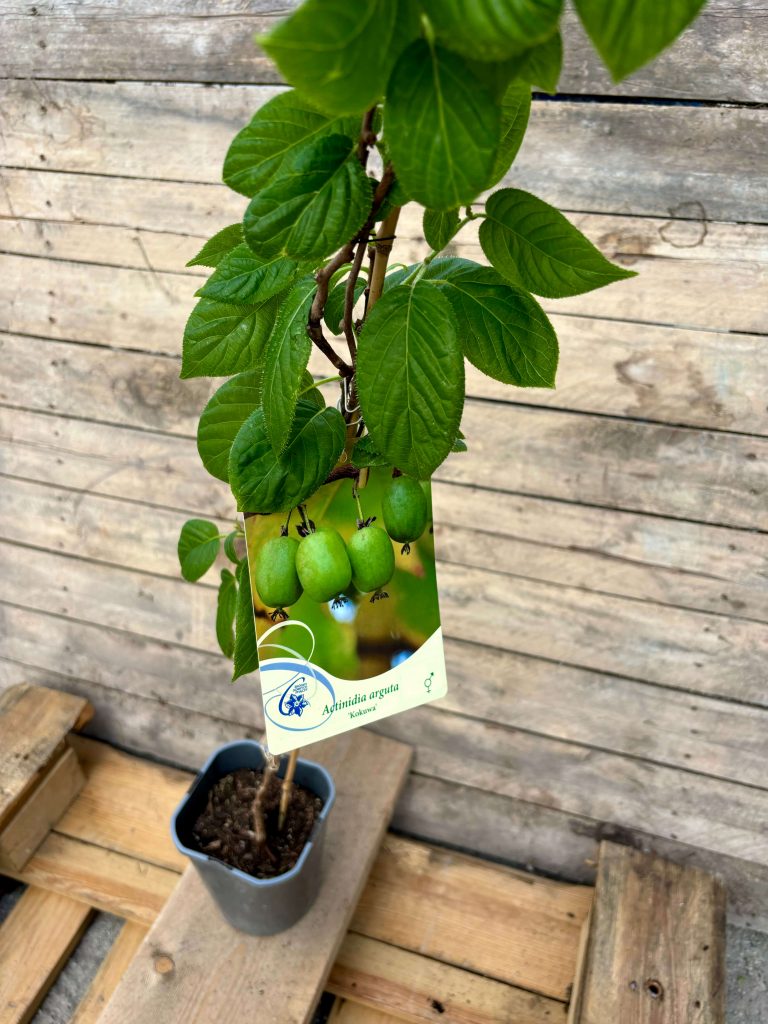 Actinidia arguta 'Kokuwa'