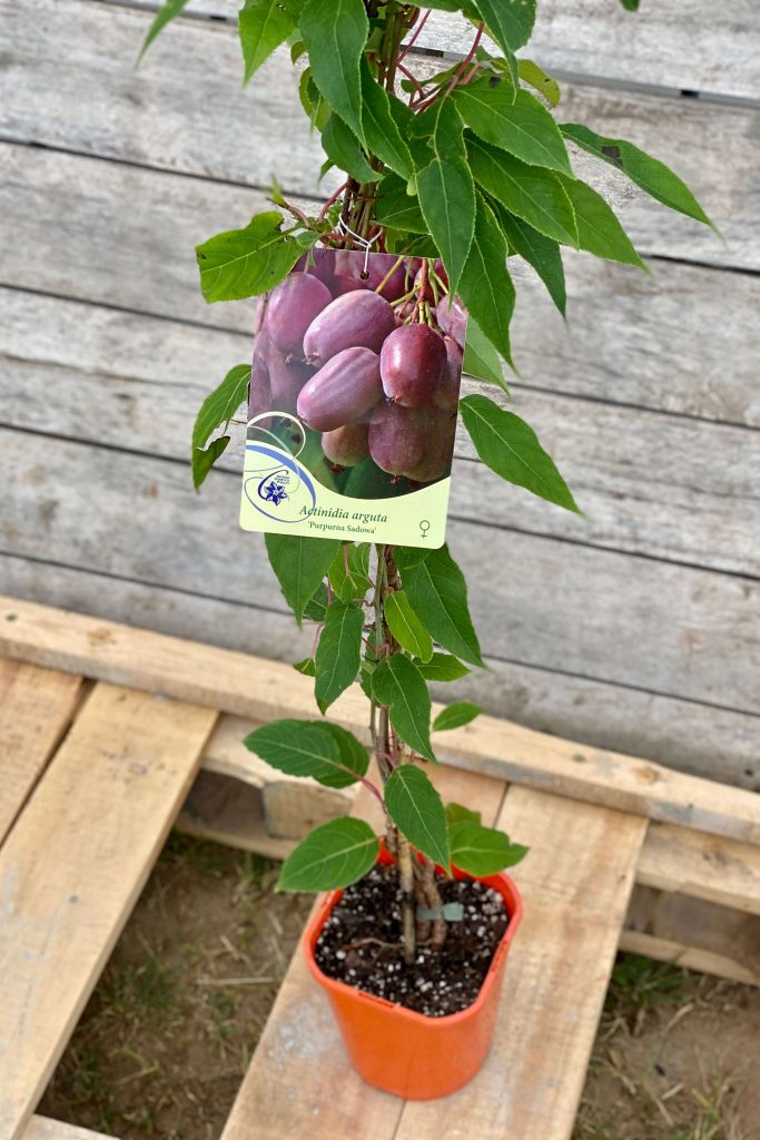 Actinidia arguta Purpurna Sadowa mini kivi