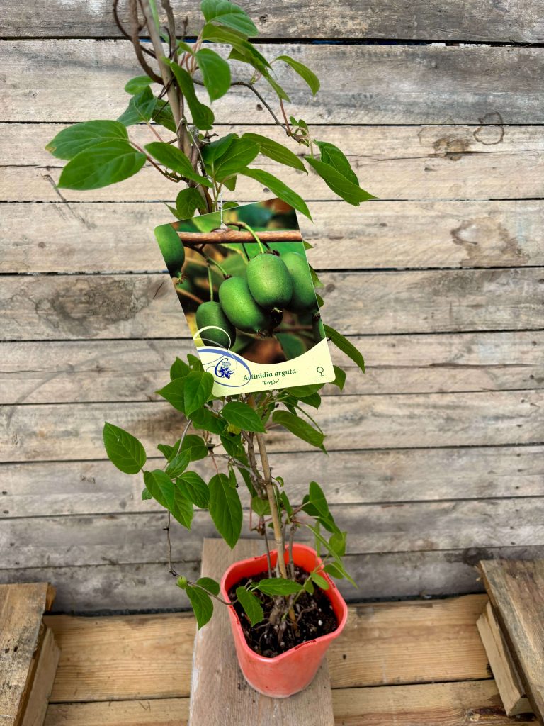 Actinidia arguta ‘Rogów’