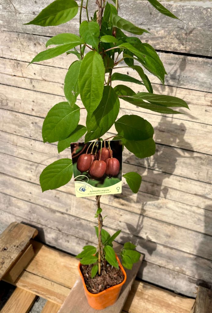 Actinidia arguta ‘Scarlet September’
