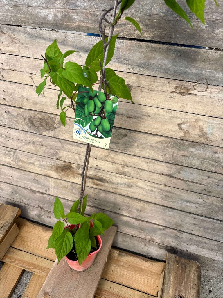 Actinidia kolomikta ‘Sentyabrskaya’