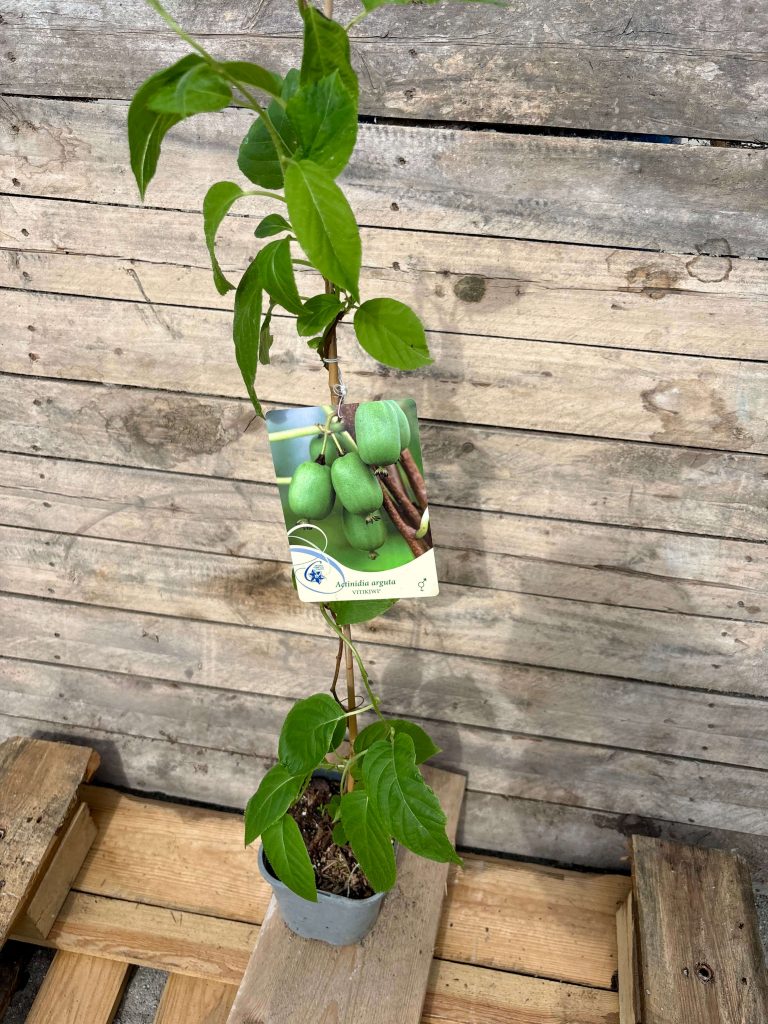 Actinidia arguta ‘Vitikiwi’