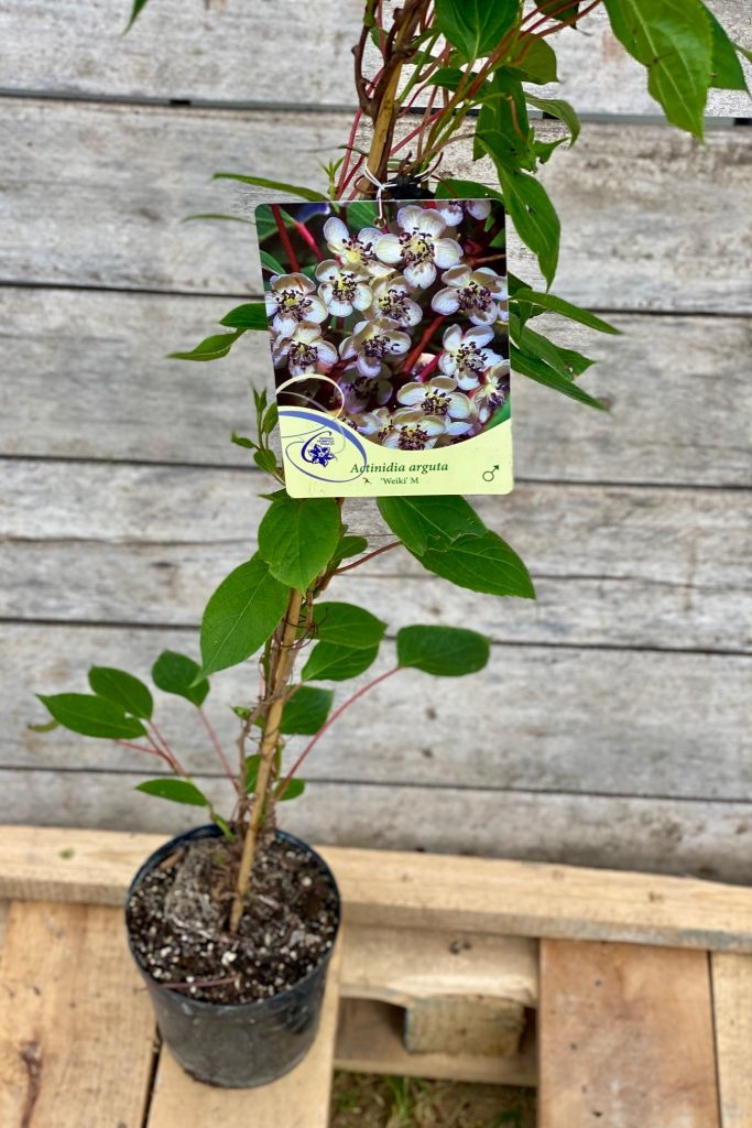 Actinidia arguta Weiki hím növény