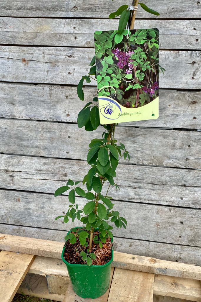 Akebia quinata – Ötlevelű akábia