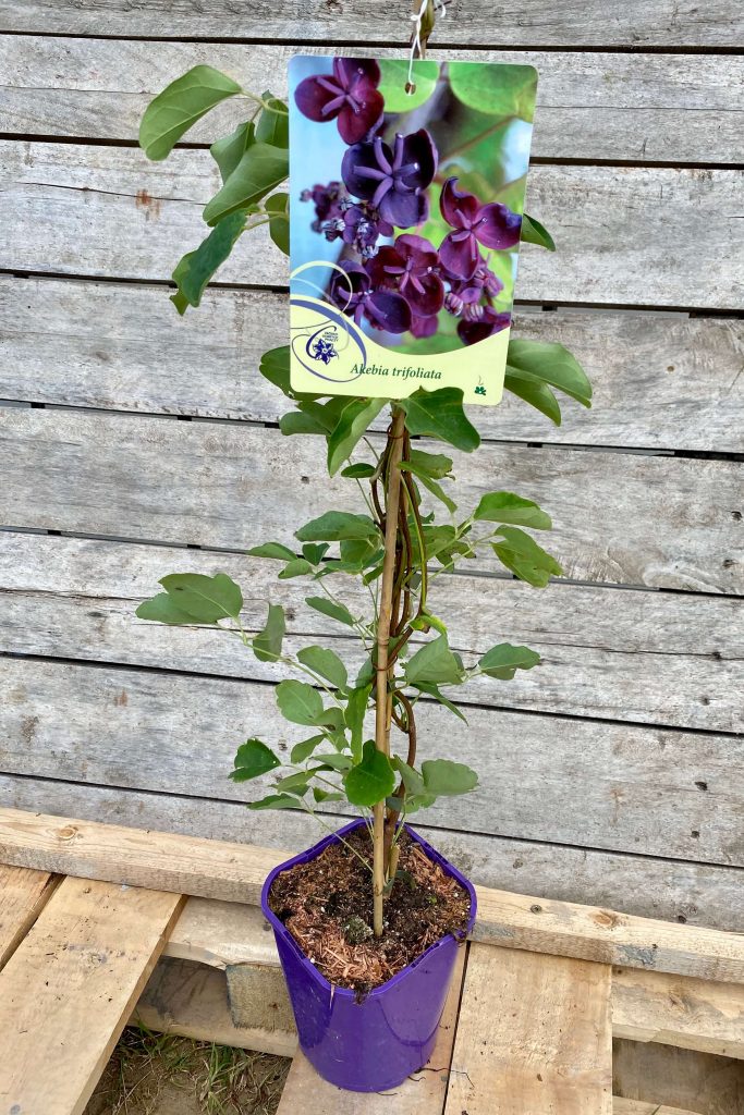 Akebia trifoliata – Háromlevelű akábia