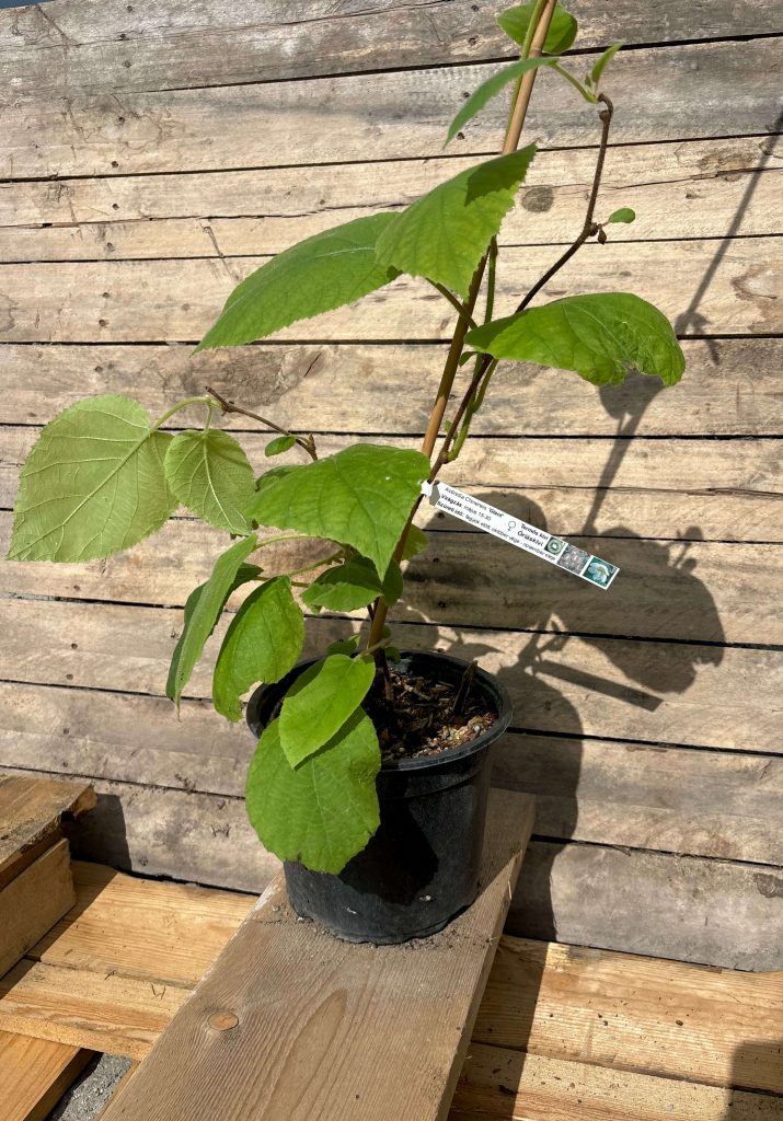 Actinidia deliciosa Giant – óriási szőrös kivi