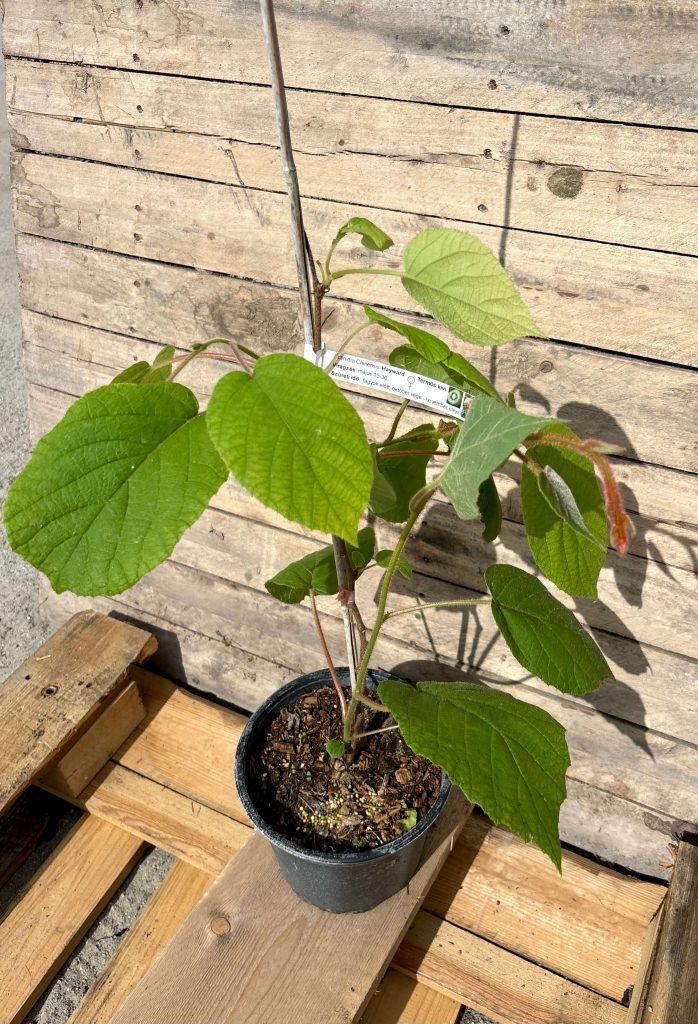 Actinidia deliciosa Hayward szőrös kivi