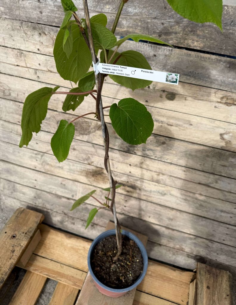 Actinidia deliciosa Tomuri porzó növény