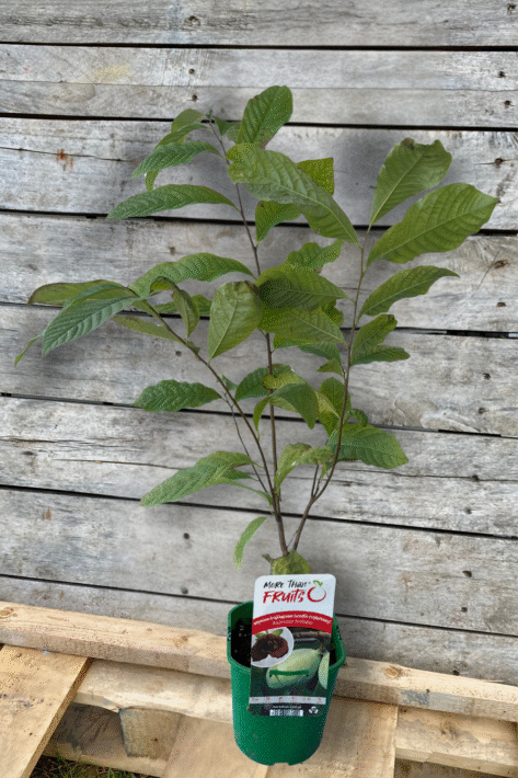 eladó indián banán, eladó pawpaw (Asimina triloba)