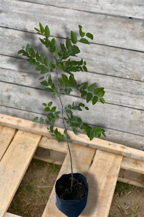 eladó jujuba csemete, másnéven kínai datolya, vagy zsidótöviskoszorú (Ziziphus jujuba)