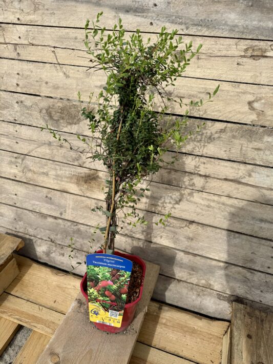 eladó tőzegáfonya csemete, Pilgrim Vaccinium macrocarpon
